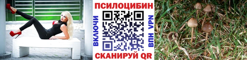 Псилоцибиновые грибы Psilocybe  Ельня 